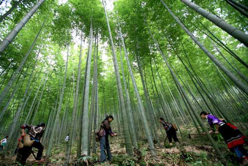 融水县年产毛竹500万根以上,图为低产改造后的毛竹林.JPG
