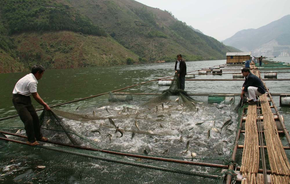 龙滩天湖成为广西最大内陆淡水养鱼基地.JPG