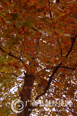 _MG_6277.jpg