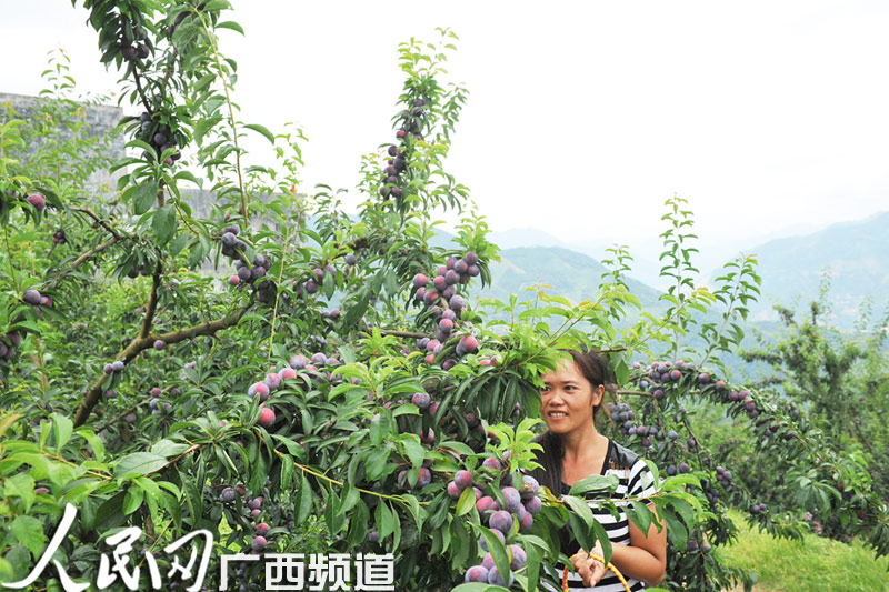 天峨县八腊龙滩珍珠李节7月27日隆重举办