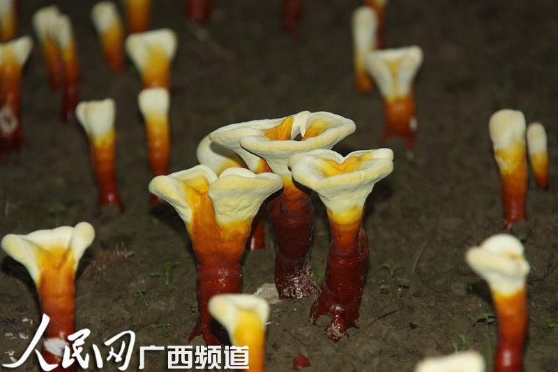 ڳɳ֥
