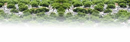 ϲʯĮ