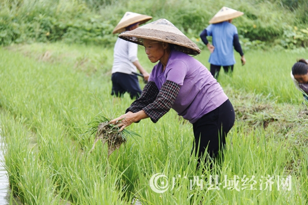 富川:打造有机大米种植基地 - 广西县域经济网