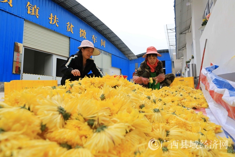11月7日,在广西柳州市融安县泗顶镇扶贫微车间,两名贫困户在分拣