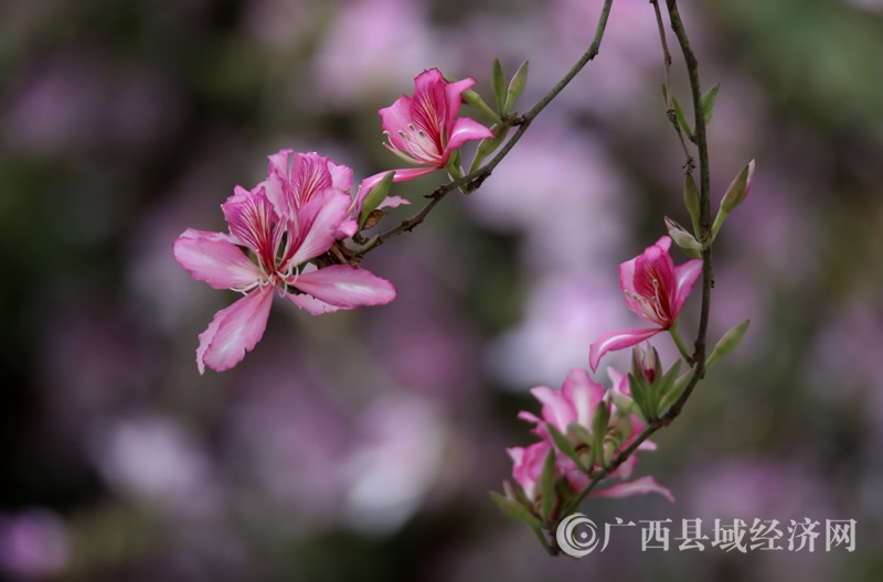 广西融安:千株紫荆花迎春盛开