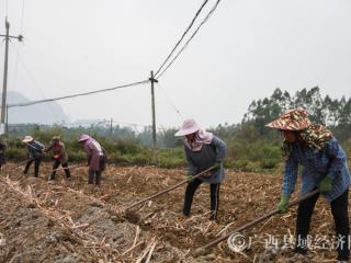 环江县：疫情不误春耕生产  滞留人员家门口就业