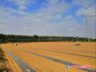 八桂大地闹春耕